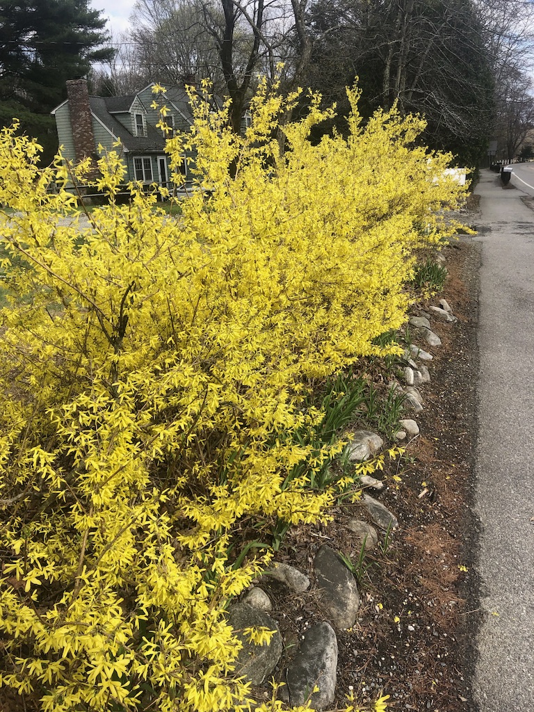 yellow flowers